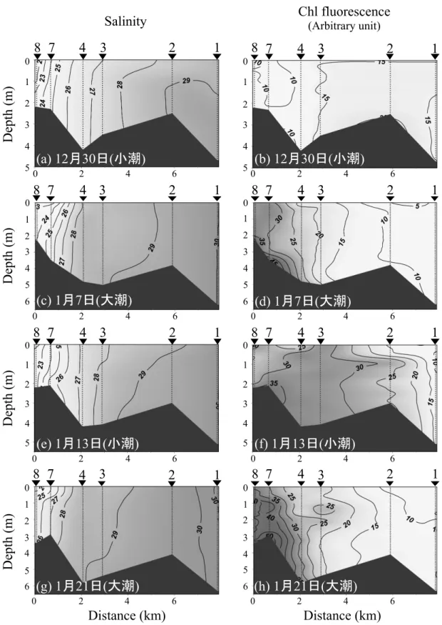 図 2-6  2014 年度の感潮域調査における Stn. 1〜8 の（左）塩分、 （右）クロロフィル蛍 光値の鉛直プロファイル クロロフィル蛍光値は濁度の影響を受けないことが確認されている。 42Salinity Chl fluorescence(Arbitrary unit)