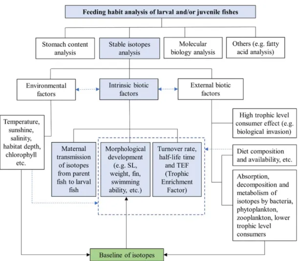 Fig. 1.4 A framework presenting feeding habit analysis of fish larvae/juveniles and its  related influencing factors