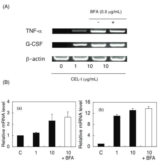 Fig. 8. Effects of BFA on mRNA expression levels of TNF −α  (a) and G-CSF (b) in  CEL-I-treated RAW264.7 cells