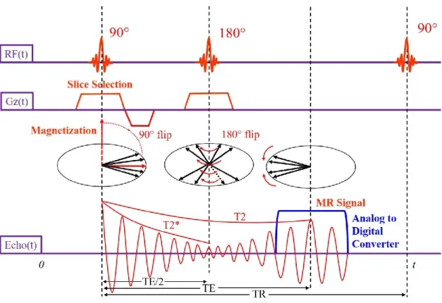 Figure 2.10 Magnetization change in Spin Echo (SE) pulse sequence and generation of  MR signal