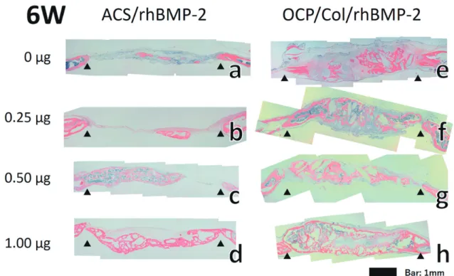 Figure 6. Effect of ACS and OCP/Col with and without rhBMP-2 on areas of cortical bone and bone marrow at 4 and 6 weeks postoperatively