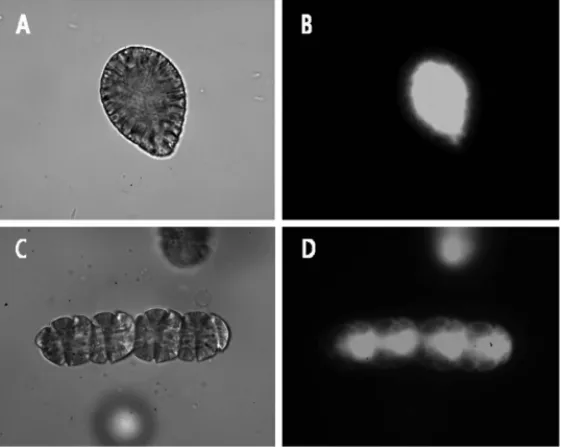 Fig. 7.  Fluorescence microscopic observation of C. marina (A, B) and C. polykrikoides (C, D) after incubation with CM-H 2 DCFDA as a specific fluorescenct probe for H 2 O 2 