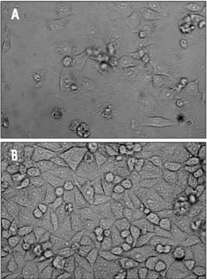 Fig. 8.   Effects of aqueous extract prepared from C. polykrikoides and C. marina on cellular morphology in HeLa cells