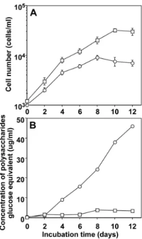 Fig. 10.   Accumulation of polysaccharides in the medium during the growth of C. polykrikoides and C