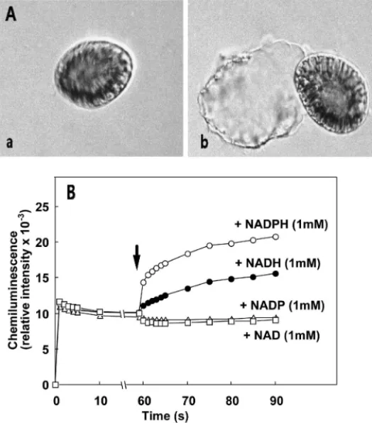 Fig. 2.  Morphological changes of C. marina after mild agitation (A) and the effects of NADPH, NADH, NADP +  or NAD +  on MCLA-mediated chemiliminescence responses in the concentrated cell-free supernatant of C