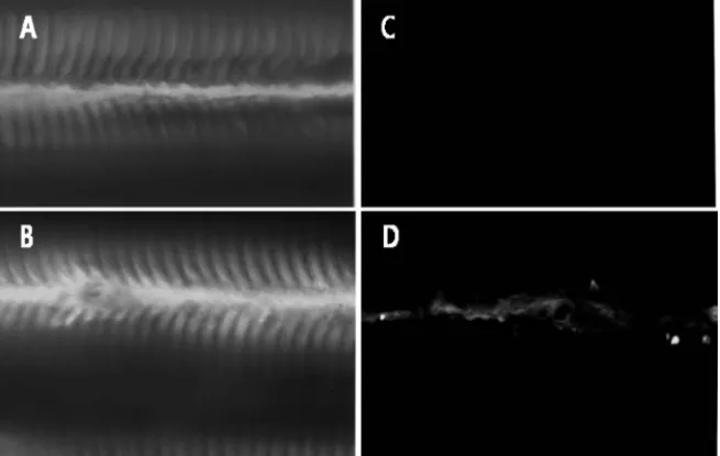 Fig. 3.  Indirect immunofluorescence staining of the fixed gill tissues of control (A, C) or C