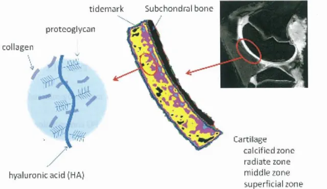 Fig.  2-2  showed  electron  microscopy  image  of  cartilage  and  high-power  scanning 