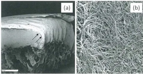 Fig.  2-3  Collagen  network  orientation  of  cartilage  [1]