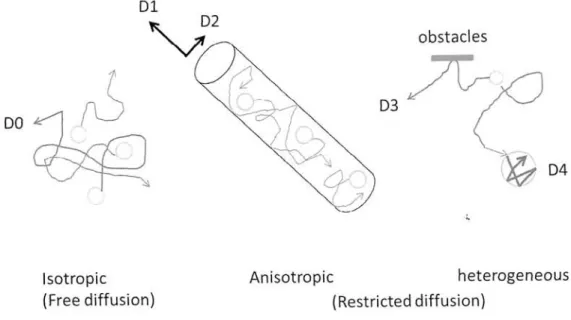 Fig.  3-3  Schematic  representation  of  the  interaction  of  diffusing  molecules  with  various        types  of  obstacles  or  constraints  to free  diffusing  motion