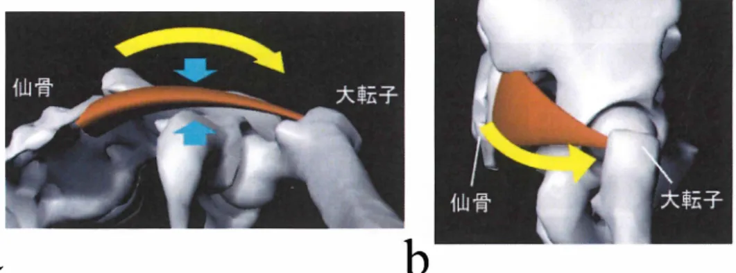 Fig. 5 -1 1 梨状筋走行の模式 図． a: 足側から 見た図． b: 右側面から 見た図 ．