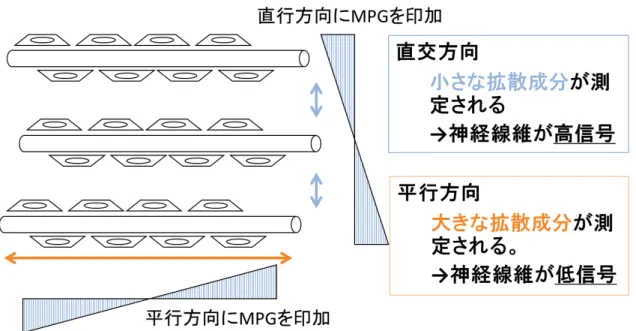 図 4.7 MPG 傾斜磁場を印加する軸方向による信号値変化 図 4.8 脳における拡散の方向依存性   ここで， 1 軸方向のみの MPG 傾斜磁場を印加した画像から求めた ADC 値は，対象と なる梁いい気が拡散異方性を持つ場合には，方向に依存した値となるため，等方性拡散 を示す指標としては不適切である． 1 軸方向のみの MPG 傾斜磁場を印加した画像から 求めた ADC 値と，異なった 3 軸方向以上の MPG 傾斜磁場を印加した画像から算出し た等方性拡散の指標を区別するために，後者を MD(Me