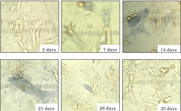 Fig. 10 The hFOB cells were cultured at 37°C in DMEM/F12 media with 10% FBS for 2-35days    and the activity of alkaline phosphatase (ALP) was assessed using an azo-dye method