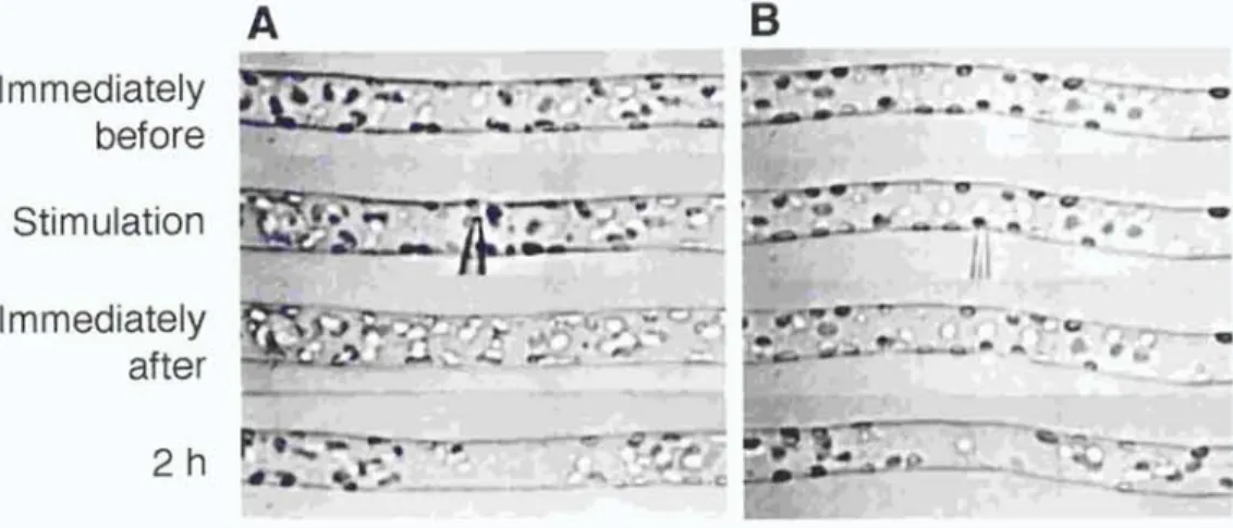 Figure  1.  Avoidance  response  of  chloroplasts  induced  by  mechanical  stimulation  in  A