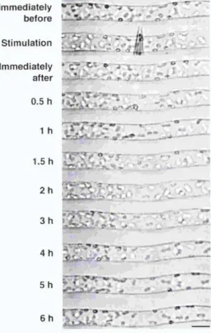 Figure  3.  Time  course  images  of  a  cell  during  the  chloroplast  avoidance  response