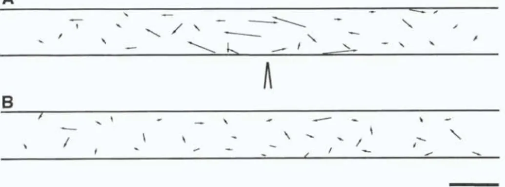 Figure  6.  Tracking  of  chioroplast  movement  during  the  avoidance  response.  A,  Start  and  stop  positions  of  chioroplast  tracks  made  over  1  h  after  a  1  min  mechanical  stimulation  are  linked  by  arrows