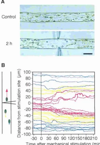 Figure  11.  Mechano-avoidance  movement  of  chloroplasts  in  the  dark. 