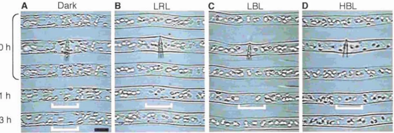 Figure  12.  Serial  images  of  mechano-avoidance  response  of  photo-relocated  chioroplasts