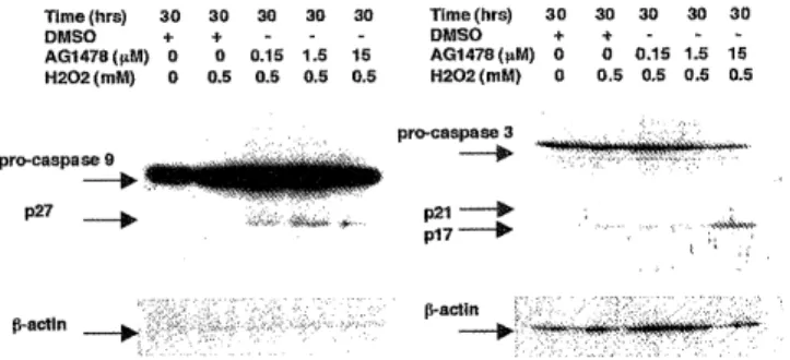 Figure  1C.  Effect  of  Tyrphostin  AG1478  on  trans  -  mem- mem-brane  potential  by  hydrogen  peroxide