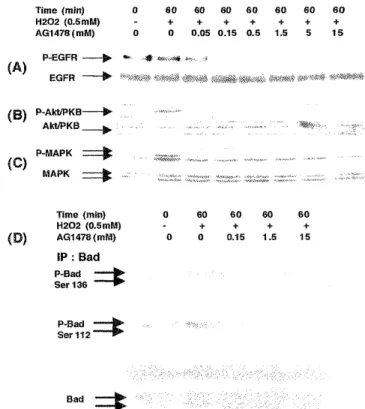 Figure  2.  Effect  of  hydrogen  peroxide  on  the  activation  of  EGFR,  P13  -  kinase,  Akt  /  PKB,  MAPK,  and  phosphorylation  of  Bad  (ser-136,  ser-112)  Quiescent  cells  were  stimulated  with  hydrogen  peroxide  (0.5  mM)  for  various  tim