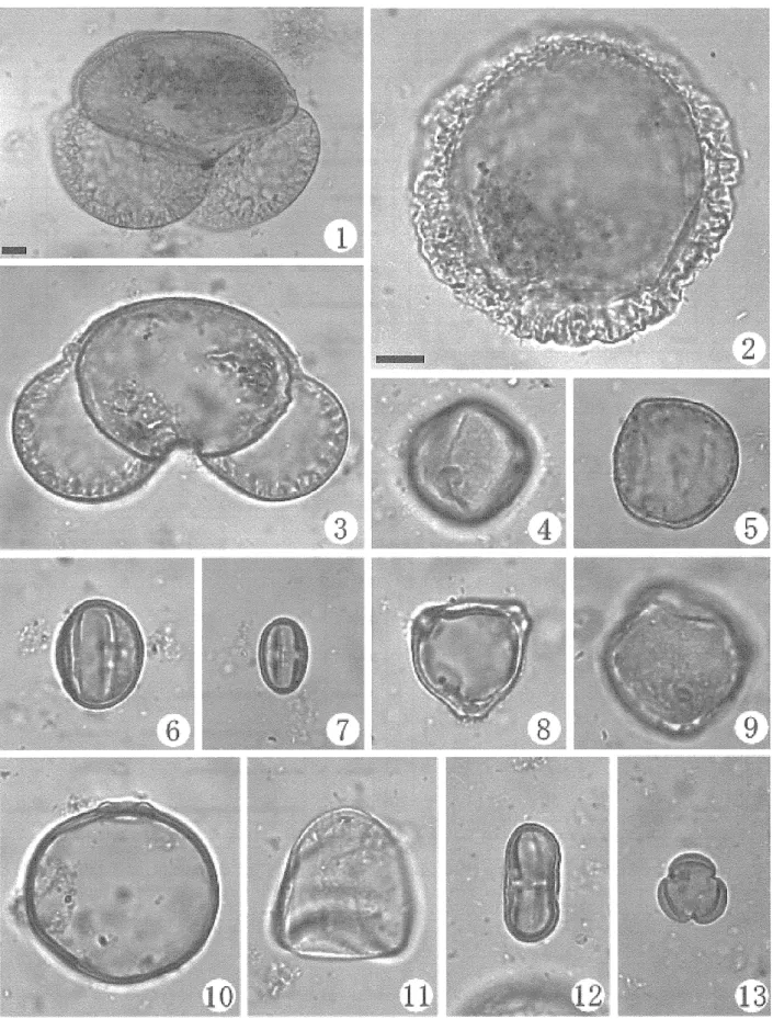 図 5 闘確認された化石花粉箇① Abies ( モミ属)里② γ ' s uga ツガ属)型③ Pinus ( マツ属)聖④ Fagus ( ブナ 属)望⑧ Quercus (Lepidobalanus)  ( コナラ属コナラ盟属)望⑤ Quercus ( C y c l o b a l a n o p s i s )   ( コナラ アカガシ盟属)雪⑥ Castanopsis ( シイ属)型⑦ Betula ( カバノキ属)書⑧ Ulmus ( ニレ農) ，⑩  Gramineae  (イネ科)書⑪ C