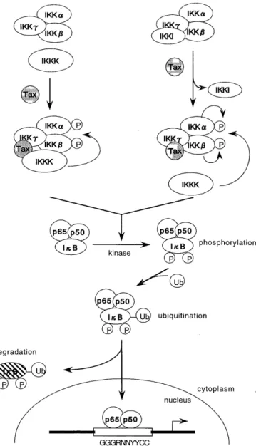 Fig.  2.  Hypothetical  schemes  for  Tax-directed  activation  of  IKK. 