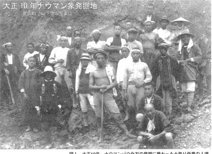 図 上 大 正 10 年聖ナウマンゾウ化石の発掘に携わった土取り作業の人遼闘 この作業は三方原会地の援を削って望浜名湖を埋め立て型農地を拡 大するための土取りであった(山下松雄氏(佐浜 208) 所蔵写真)舗 左 上 顎 第 3 臼歯(副模式標本) (図版 1 C 2 ) 、 そ の 他 の 骨 片(約 2 5 0 個) (図版 1D) 0  備 考 : ほ ほ 1 体分の化石骨がーカ所に集中して産出し たと思われる O 標本島: 1 9 2 1 年(大正 1 0 年) 6 月 1 0 日産出、所在不明。 