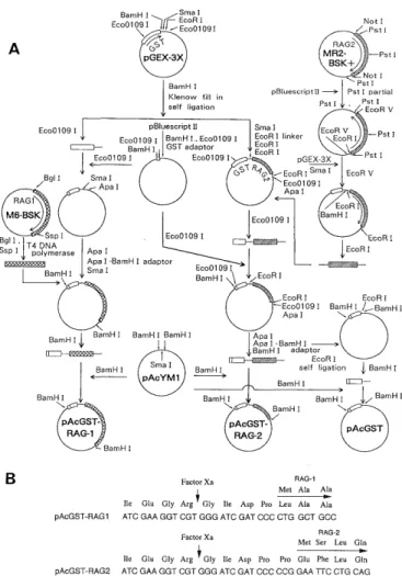 Fig.  2  The construction  of the  GST-fused  RAG-1  and  RAG-2  protein-expression  vectors  for  the  baculovirus  expression  system