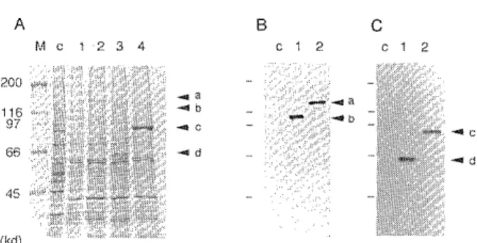 Fig.  3  Expression  of  the  recombinant  proteins  in  insect  cells.  Sizes are  indicated  in kilodaltons  (kd)