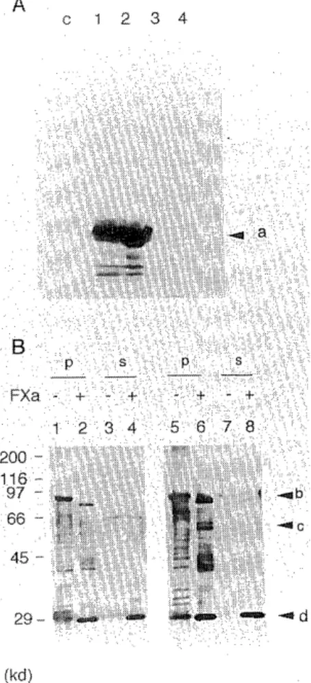 Fig.  4  Confirmation  of the  recombinant  products  by  Factor  Xa  digestion.  (A)  The  expression  of GST-protein  in  Sf9  was  analyzed  with  goat  anti-GST  polyclonal  antibody   (pharm-acia)