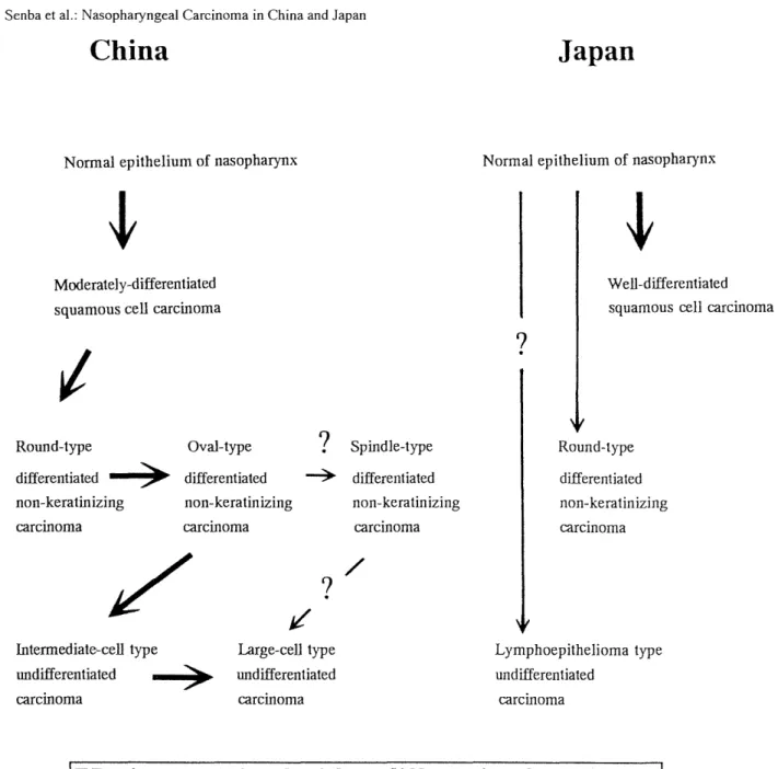 Fig.  9.  Histogenesis  of  nasopharyngeal  carcinoma  in  China  and  Japan.  The  authors  conclude  that  Chinese  cases  are  continuity  shift,  on  the  other  hand,  Japanese  cases  are  discontinuity  shift.
