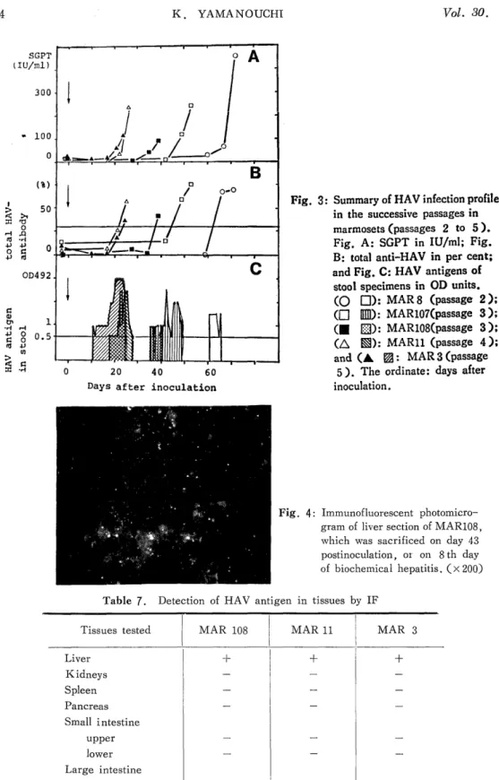 Fig.  3:  Summary of HAV infection profiles        in  the  successive passages in 