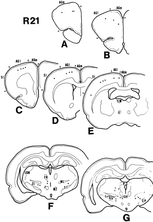 Fig.  2.  Drawings  of  frontal  sections,  showing  the  distribution  of  labeled  cells  (dots)         within  the  cerebral  cortex  and  the  diencephalon.