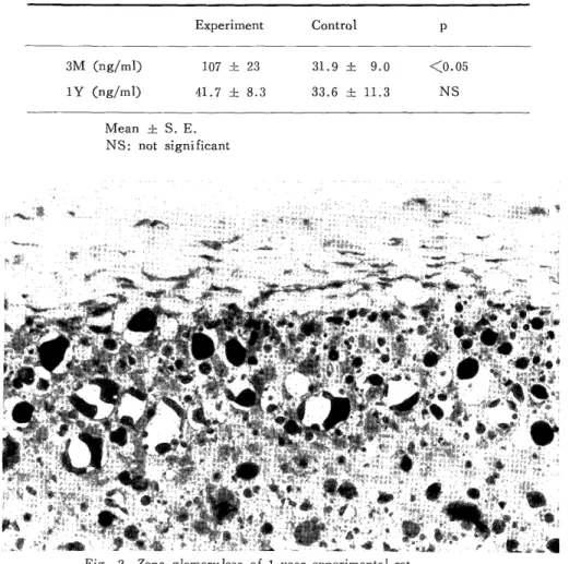 Fig.  2.  Zona  glomerulosa  of  1-year  experimental  rat. 