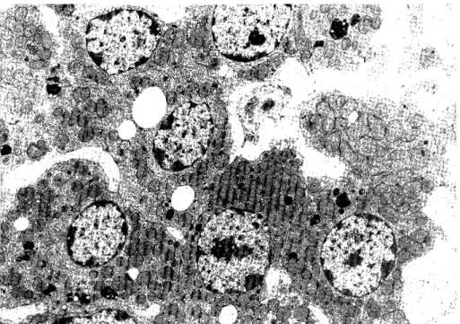 Fig.  6.  Zona  reticularis  cells  of  1-year  experimental  rat. 
