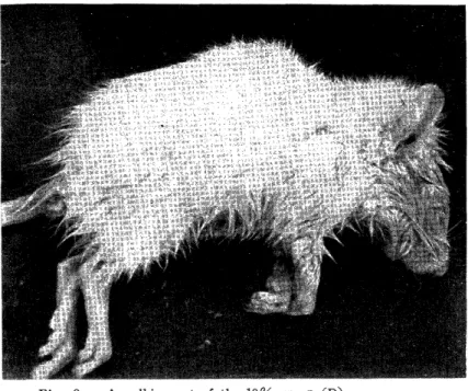 Fig.  2.  An  albino  rat  of  the  10%  group  (D). 