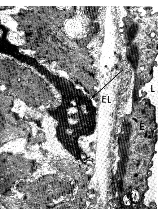 Fig.  4.  Experimcntal  group.  after  three  weeks. 