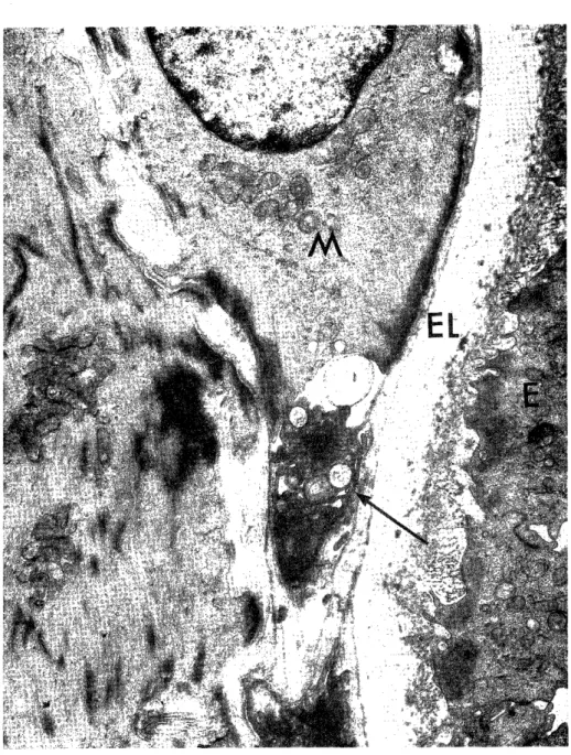 Fig.  5.  Experimental  group,  after  three  weeks. 