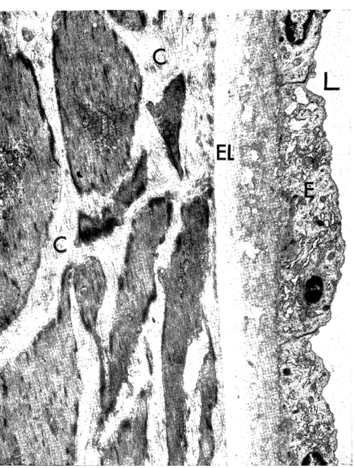Fig.  6.  Experimental  group,  after  two  weeks. 