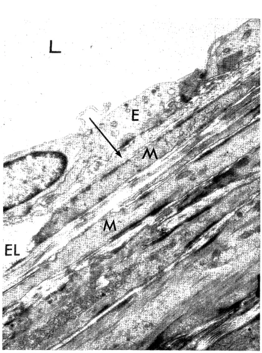 Fig.  7.  Experimental  group,  after  two  weeks. 