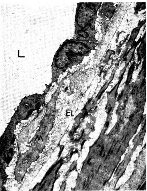 Fig.  8.  Experimental  group,  after  three  weeks. 