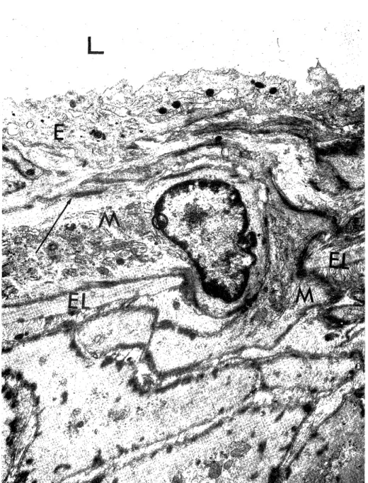 Fig.  9.  Experimental  group,  after  four  weeks. 