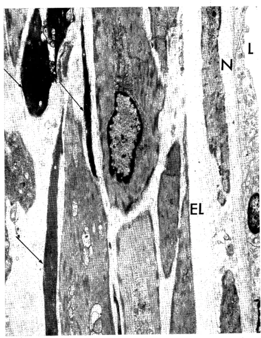 Fig.  11.  Experimental  group,  sfte  four  months. 