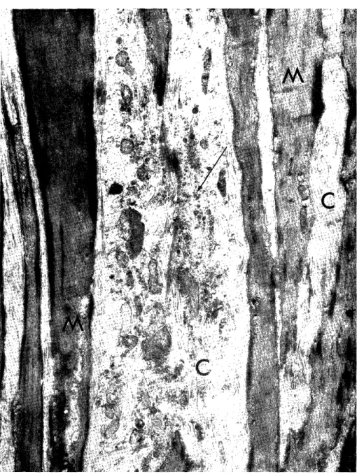 Fig.  12.  Experimental  group,  after  four  months. 