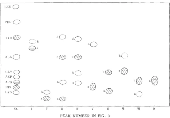 Fig.  4.  Paper  chromatogram  of  the  tryptic  peptides  from  the  a  polypeptide  chain         of  All  Component  of  adult  chicken  hemoglobin