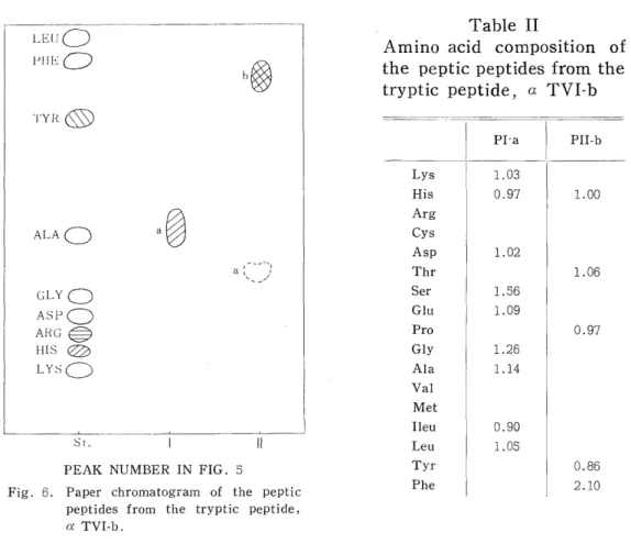 Fig.  6.  Paper  chromatogram  of  the  peptic         peptides from the tryptic  peptide, 