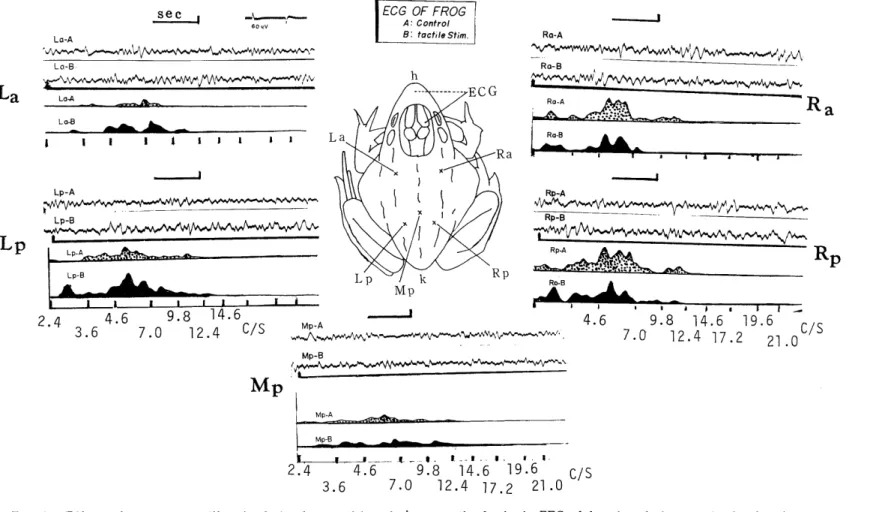 Fig.  9.  Effects  of  cutaneous  tactile  stimulation  by  repetitive  air  jet  upon  the  forebrain  EEG  of  frog  in  relation  to  stimulus  location