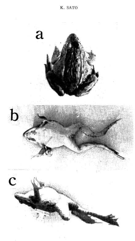 Fig.  2.  Effects  of  cutaneous  pressure  stimulus  upon  the  muscular  activity  of  the          normal and unfixed frog