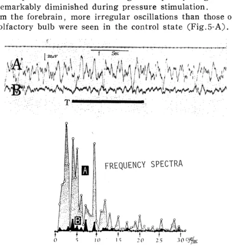 Fig.  5.  Effects  of  cutaneous  clipping  upon  the  forebrain  FEG  of  the  frog. 