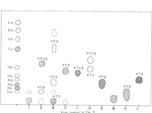 Fig.  7.  Column  chromatogram  of  the  soluble  tryptic  peptides  from  the  a  chain  of           Japanese  monkey  hemoglobin