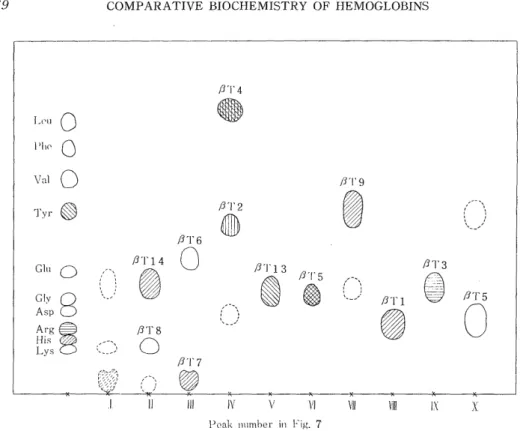 Fig.  8.  Paper  chromatogram  of  the  soluble  tryptic  peptides  from  the  0  chain  of          Japanese monkey hemoglobin